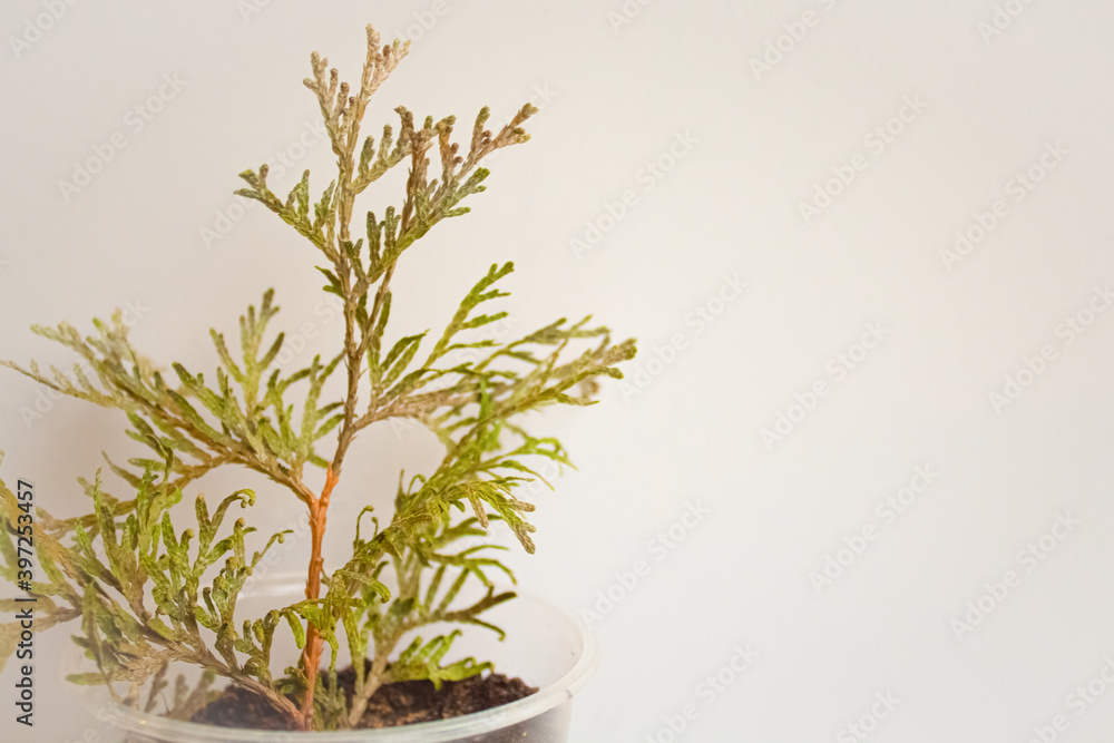 Fototapeta premium The seedling of the tui conifer in a plastic glass 