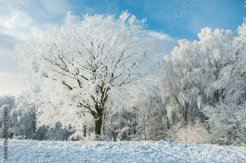 Zimowy pejzaż z ośnieżonymi drzewami. Winter landscape with snow-covered trees
