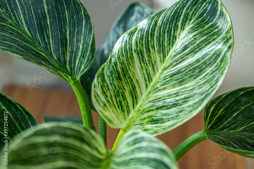 Philodendron Birkin Indoor Plant Foliage Leaves on Wooden Table by the Window