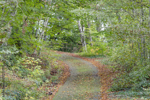 Photos Chemin forestier par une belle journée ensoleillée d'automne en Italie