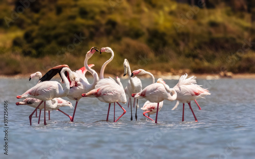 group of flamingos in the lake, Flamingos, flamingoes, Chordata, Greater flamingo, Phoenicopterus roseus, south, Italy, France