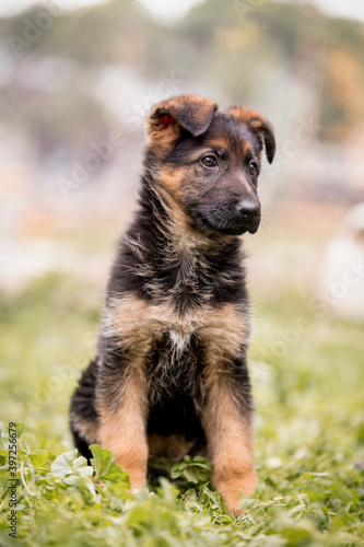 Cute german shepherd puppy playing in the garden © brahim