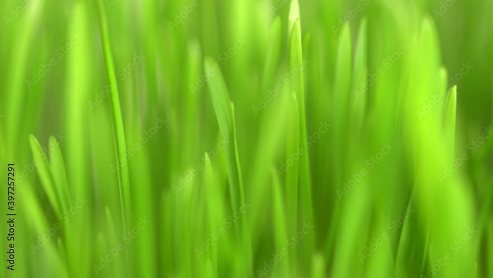 Abstract macro shot of blades of green grass. Dew drops shine with splendor. Beautiful lens blur bokeh. Closeup rotation Abstract macro shot of blades of green grass. Dew drops shine with splendor. Beautiful lens blur bokeh. Closeup rotation