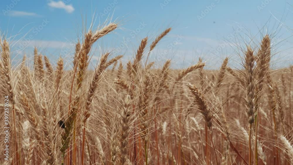 wheat field with ears of corn and grains a background. concept agriculture harvesting eco farming lifestyle. farmland golden beautiful ears of wheat close-up wheat field with ears of corn and grains a background. concept agriculture harvesting eco farming lifestyle. farmland golden beautiful ears of wheat close-up