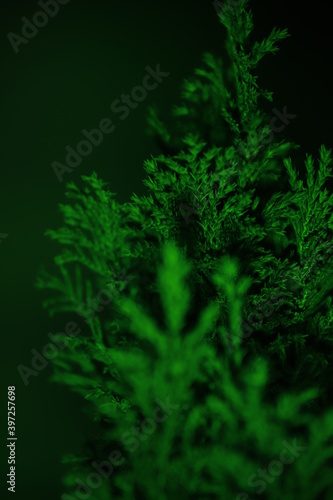 Cyprys na zielonym tle