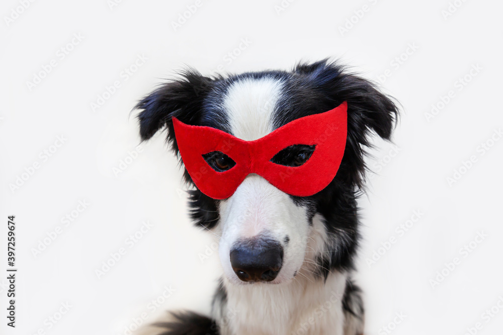 Cute puppy dog with funny face border collie in superhero costume isolated on white background. Puppy wearing red super hero mask in carnival or halloween. Justice help strenght concept. Cute puppy dog with funny face border collie in superhero costume isolated on white background. Puppy wearing red super hero mask in carnival or halloween. Justice help strenght concept.