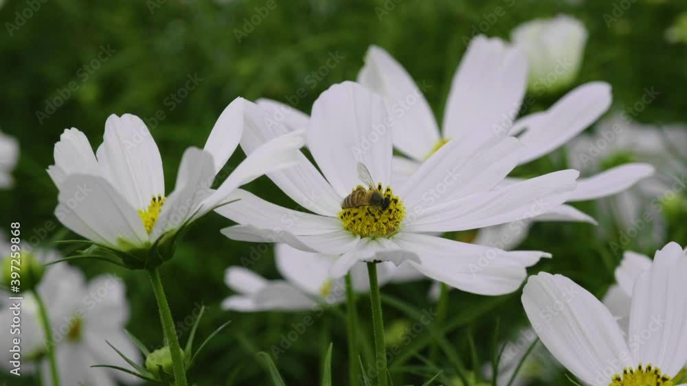 white cosmos flower in cosmos field in garden, soft focus pink cosmos flowers, white cosmos flower in cosmos field in garden, soft focus pink cosmos flowers,