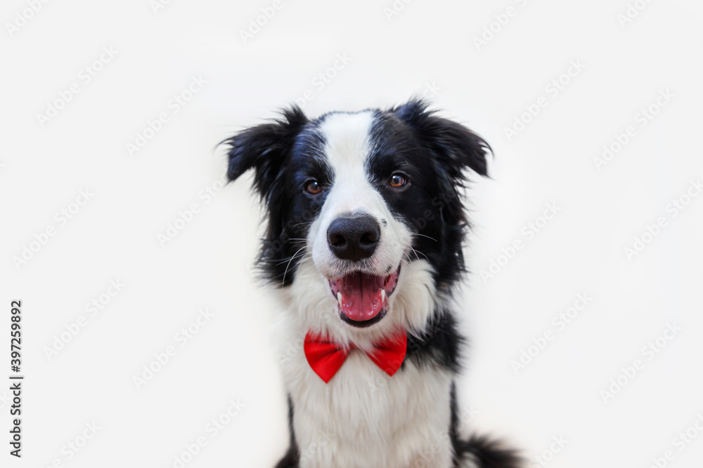 Cute puppy dog with funny face border collie in bow tie as gentleman or groom on white background. New lovely member of family little dog looking at camera. Funny pets animals life concept.