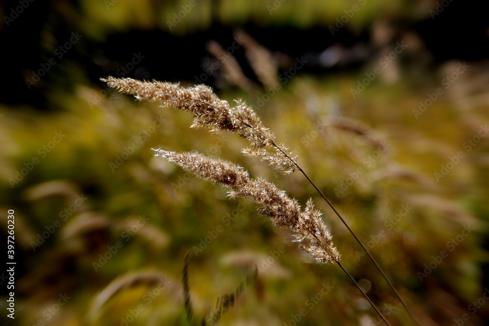 Macro image of wheat ears sparkling in autumn. Macro image of wheat ears sparkling in autumn.