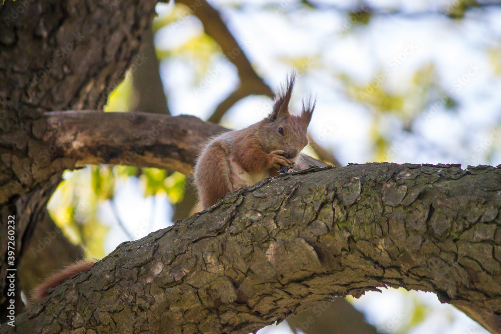 Squirrel on a tree Squirrel on a tree