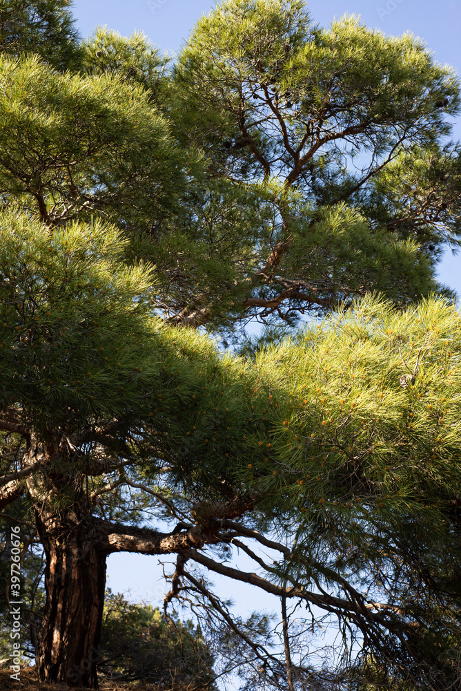  Pine Stankevich against the blue sky. Large green needles, strong branches and small cones.