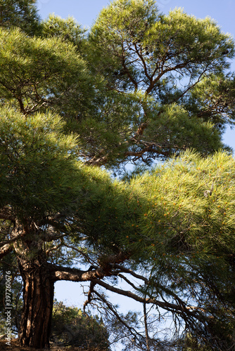  Pine Stankevich against the blue sky. Large green needles  strong branches and small cones.