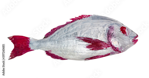 masterclass for Fish Drawing in Technique Monotype - red and silver painted Orata fish cut out on white background