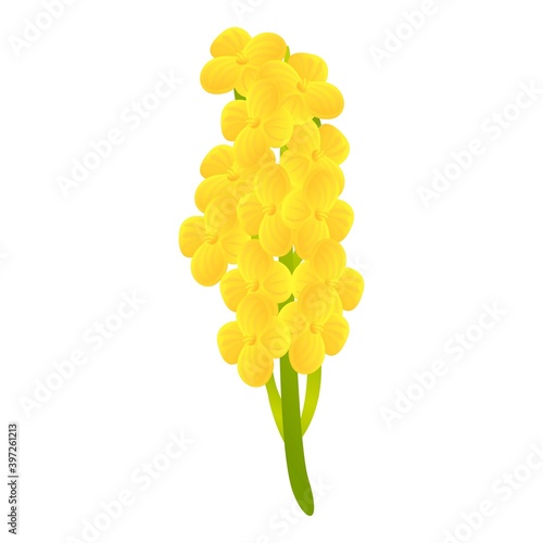 Canola bio plant icon. Cartoon of canola bio plant vector icon for web design isolated on white background