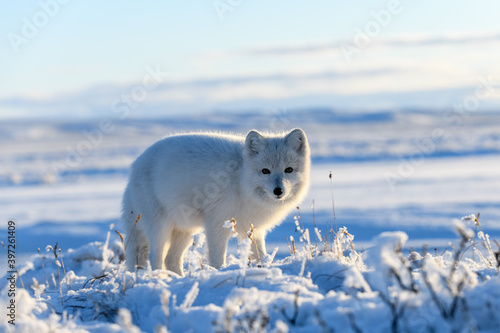 Arctic fox in winter time in Siberian tundra photo