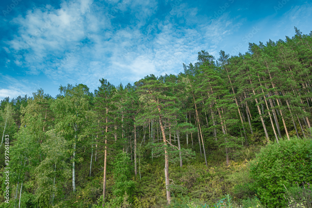 Green pine forest on hillside on summer day. Green pine forest on hillside on summer day.