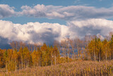 Autumn landscape with yellow trees and clouds
