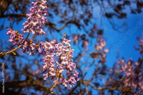 Blossoming Paulownia tomentosa with beautiful violet flowers in spring sunny garden against blue sky background, flowering honey agricultural plant photo