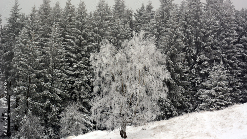 Fototapeta premium snow covered trees