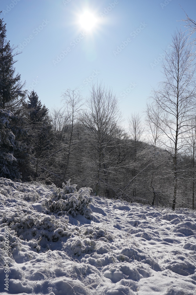 Bilberry field covered with snow in winter sunny day. Beskid Mountains, Poland. Bilberry field covered with snow in winter sunny day. Beskid Mountains, Poland.