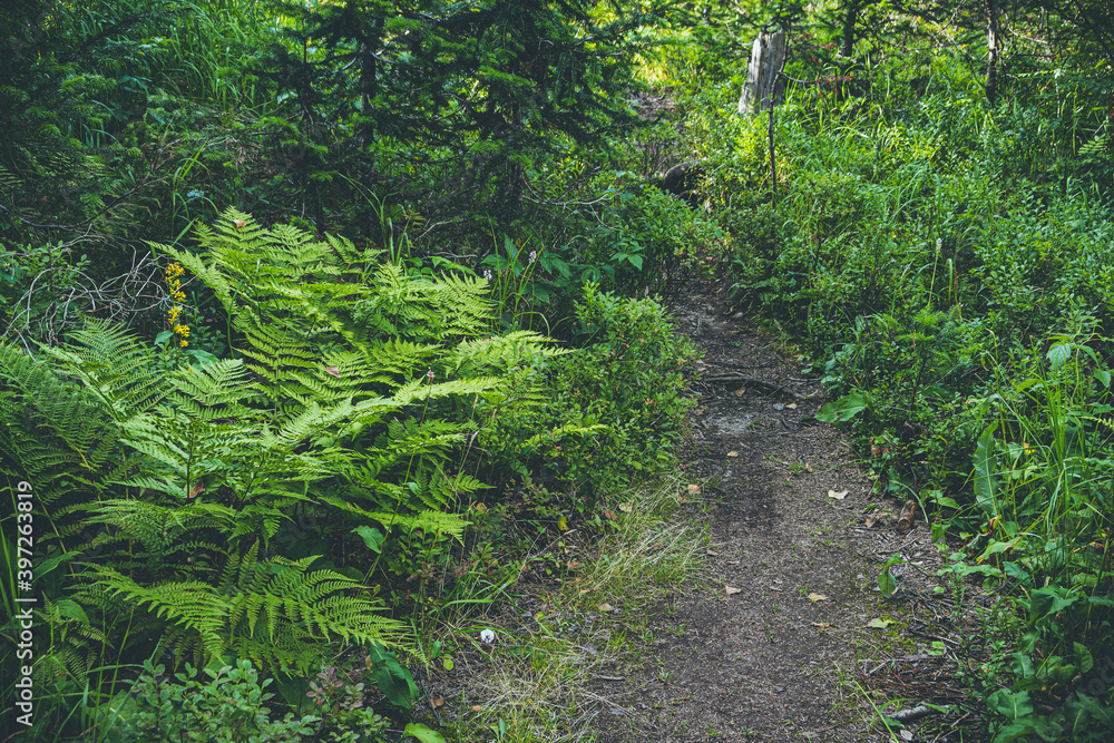 Forest dirt trail in green grass. Hiking in wild Forest dirt trail in green grass. Hiking in wild