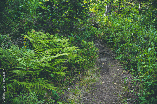 Forest dirt trail in green grass. Hiking in wild