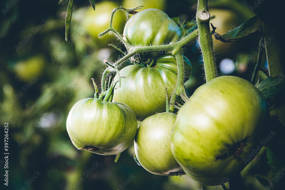 Bunch of young green tomatoes on branch in greenhouse on a farm. Growing vegetables for salad. Bunch of young green tomatoes on branch in greenhouse on a farm. Growing vegetables for salad.