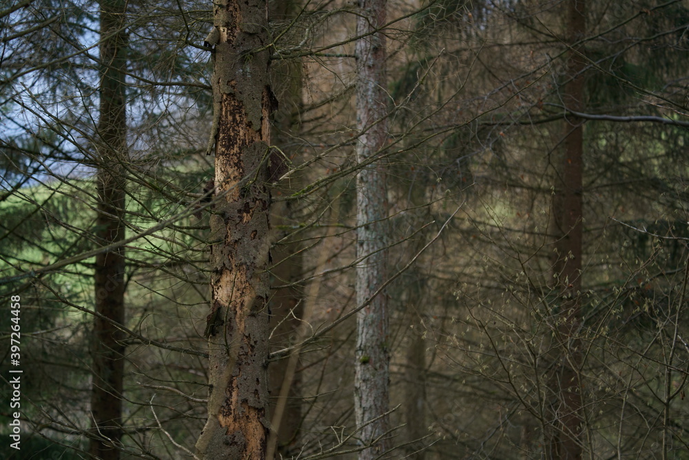 Fototapeta premium Wald Landschaft im Detail mit einer Mischung aus unterschiedlichen Bäumen und sichtbarem Hintergrund in Form einer Weide