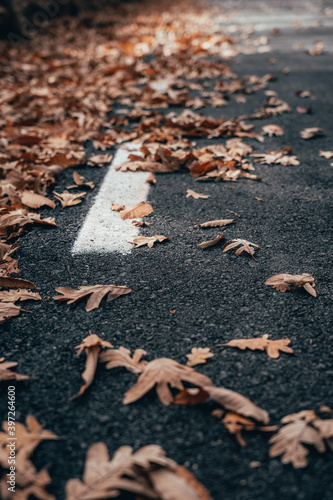 leaves on asphalt