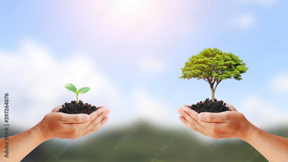Tree exchange in human hands, concept of earth day and environmental conservation. Tree exchange in human hands, concept of earth day and environmental conservation.
