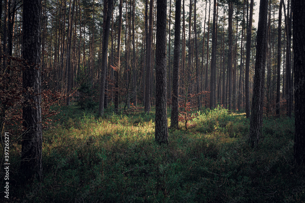 Beautiful autumnal forest with orange leaves and fog in fall