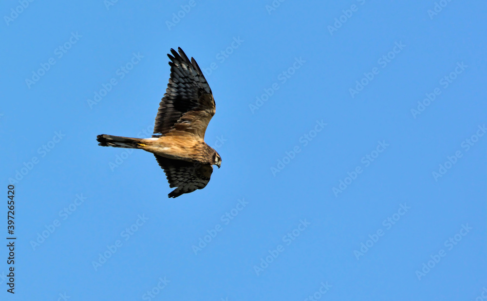 Fototapeta premium Pallid Harrier (Circus macrourus), Crete
