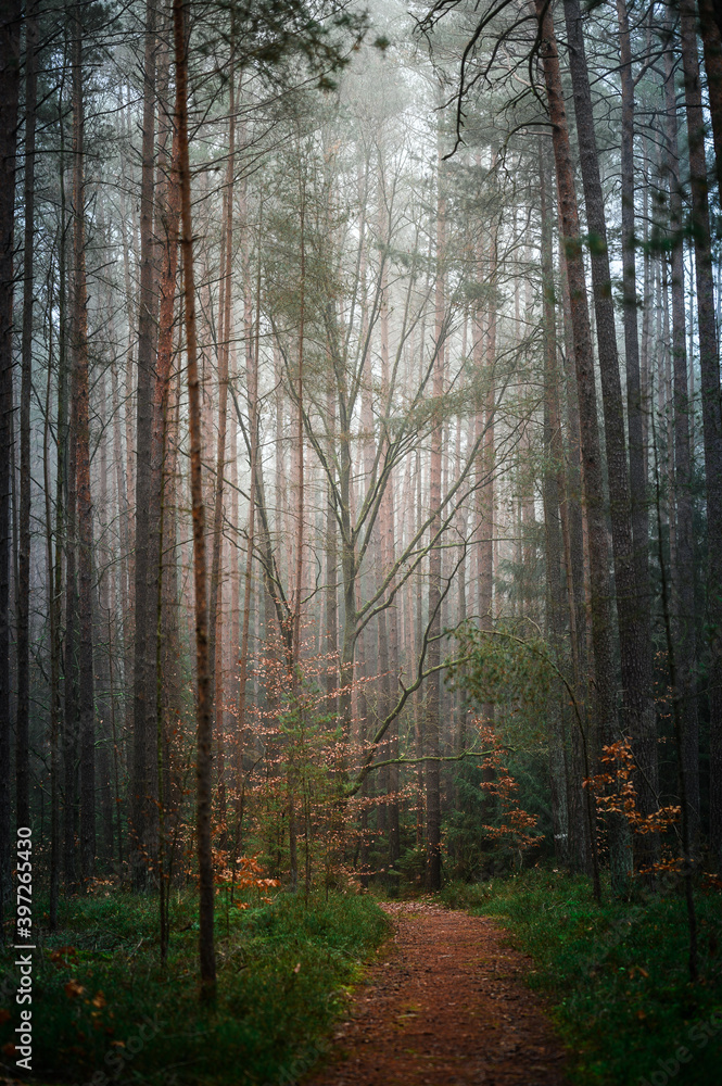 Fototapeta premium Beautiful autumnal forest with orange leaves and fog in fall