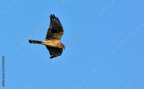 Pallid Harrier (Circus macrourus), Crete