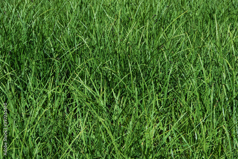 Green fresh grass on lawn as background Green fresh grass on lawn as background