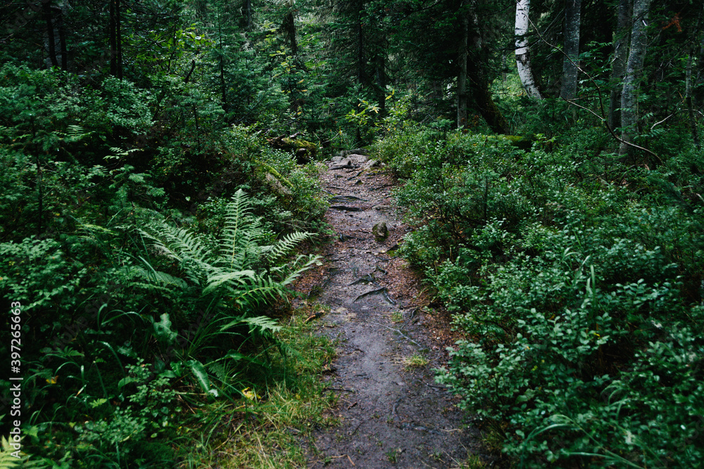 Forest dirt trail in green forest. Hiking in wild Forest dirt trail in green forest. Hiking in wild