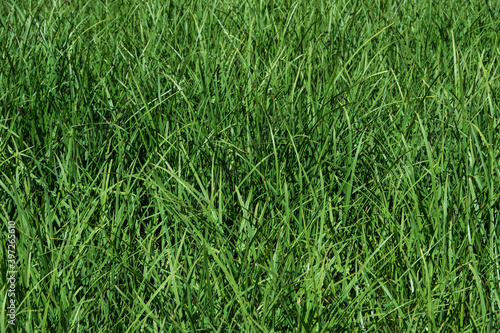 Green fresh grass on lawn as background