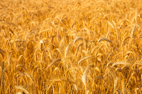 Golden wheat in the field. Grain spikes ripening in summer before the harvest.