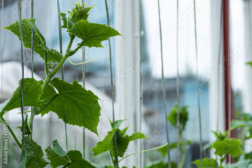 Fotografiet Green cucumber shoots with leaves in farmer greenhouse, young cucumber bushes wi