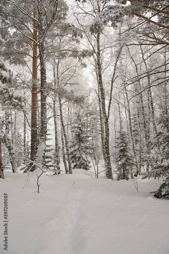 Path in forest among snow trees in winter forest Path in forest among snow trees in winter forest