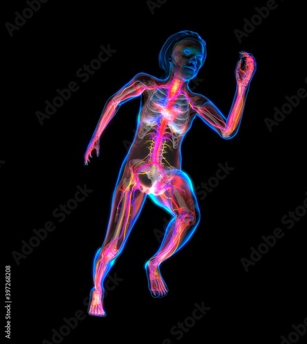 Human anatomy, x-ray look at the internal organs of a human body, cardiovascular system with the heart, running position, 3d illustration © TuMeggy