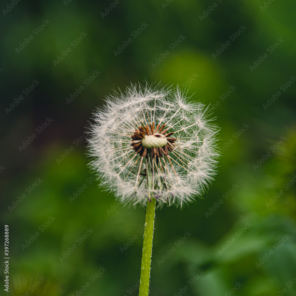 Fototapeta premium Ripe dandelion in green meadow