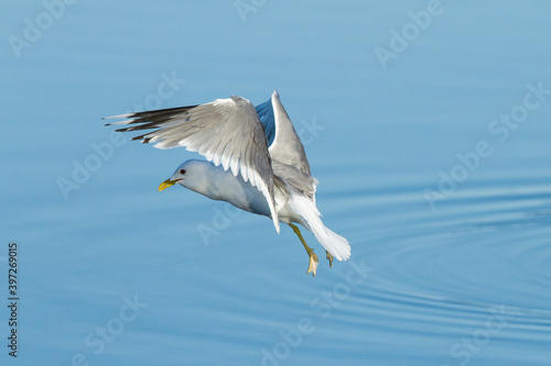 Obraz na plátně Larus canus, seagull flying with legs and yellow bill with sky background