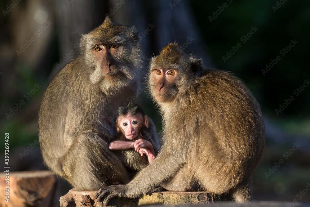 Gray macaques are one of the wild animals found in Baluran National Park, Situbondo, East Java, Indonesia.