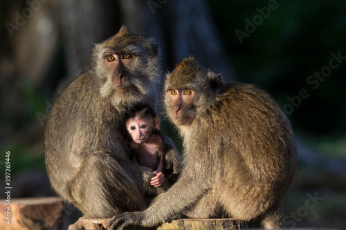 Gray macaques are one of the wild animals found in Baluran National Park  Situbondo  East Java  Indonesia.