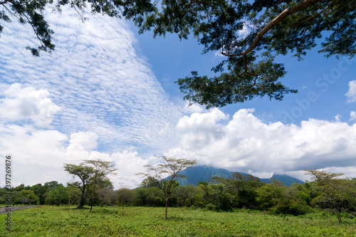 Savana of Bekol is one of the tourist destinations in the Baluran National Park, Situbondo, East Java. photo