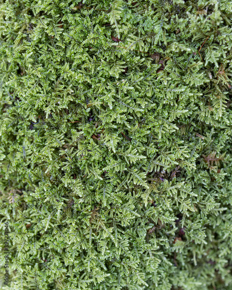 Moss Moss