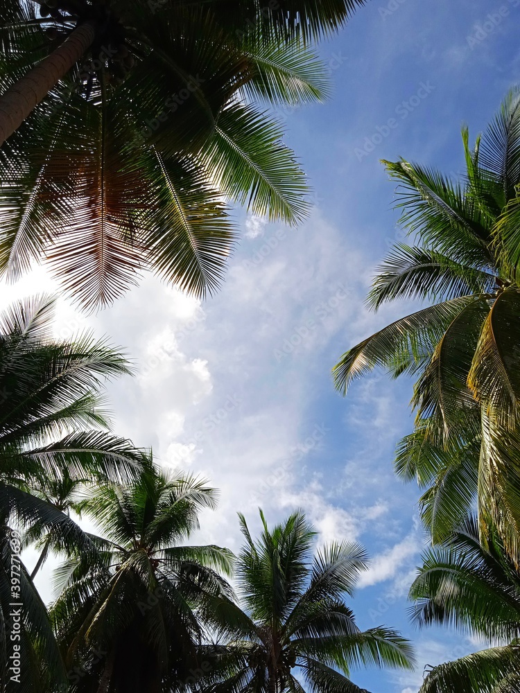 Fototapeta premium palm trees against blue sky