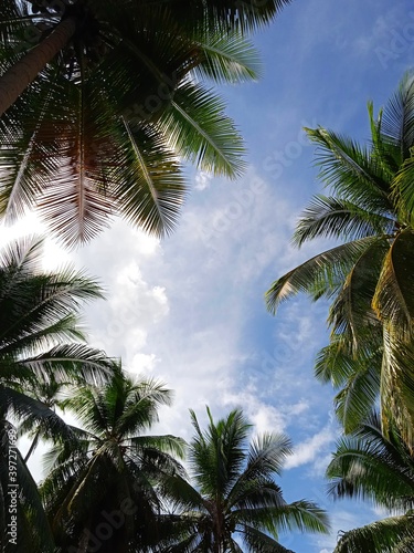 palm trees against blue sky © Nan