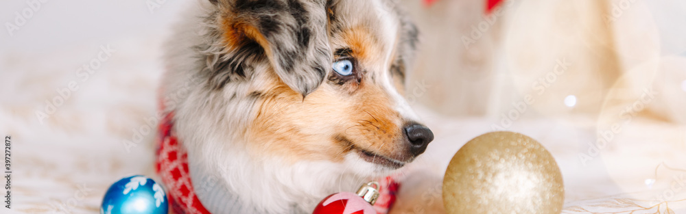 Cute little dog pet lying on bed at home with ornaments. Christmas New Year holidays celebration. Adorable miniature Australian shepherd dog puppy with Christmas toys. Web banner header. Cute little dog pet lying on bed at home with ornaments. Christmas New Year holidays celebration. Adorable miniature Australian shepherd dog puppy with Christmas toys. Web banner header.